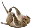 躺在地上的猴子