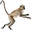 正在跳跃的猴子