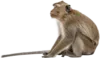 坐在地上的猴子