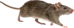 老鼠