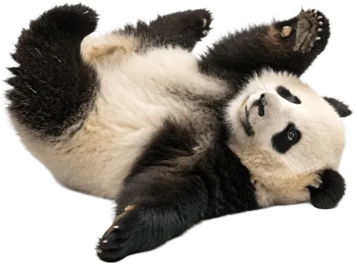 正在地上翻滚的熊猫