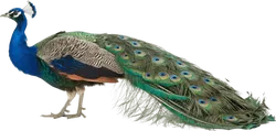 孔雀
