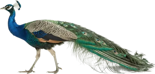 行走的孔雀