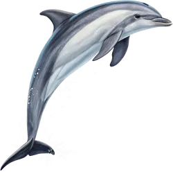 海豚
