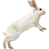 跳跃的兔子