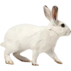 站着的兔子