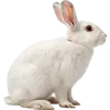 正在跳跃的兔子