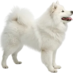 萨摩耶犬