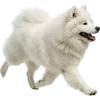 踏步走的萨摩耶犬