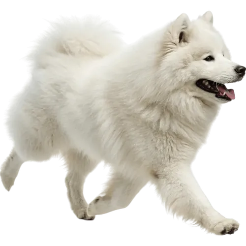 踏步走的萨摩耶犬