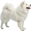 站立不动的萨摩耶犬