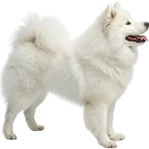 站立不动的萨摩耶犬