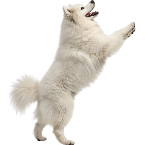 正在攀爬的萨摩耶犬