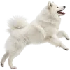 正在跳跃的萨摩耶犬