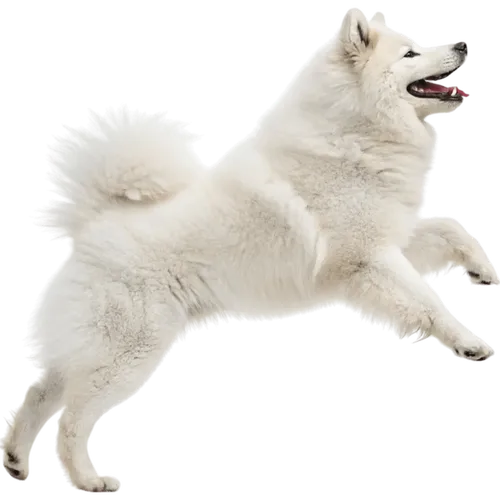 正在跳跃的萨摩耶犬