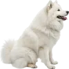 坐在地上的萨摩耶犬