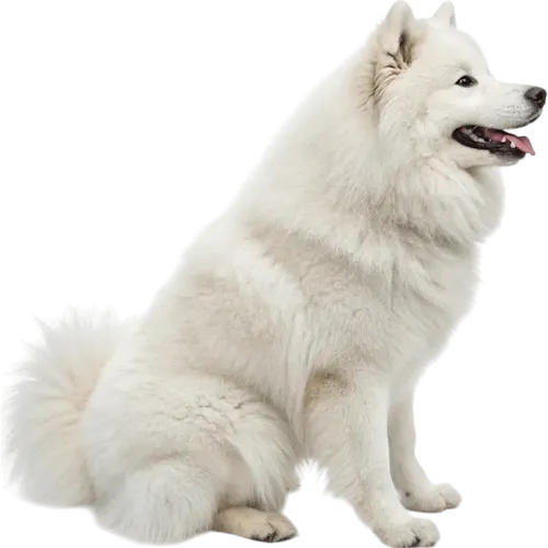 坐在地上的萨摩耶犬