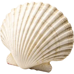 贝壳