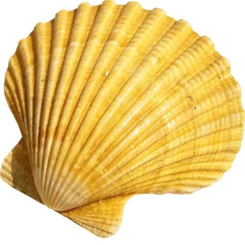 黄色的贝壳