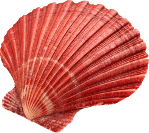 红色的贝壳