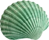 绿色贝壳