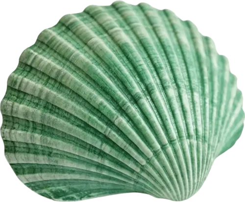 绿色贝壳
