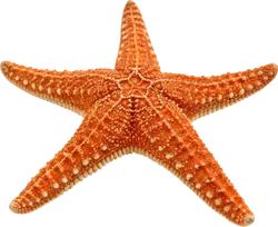 海星