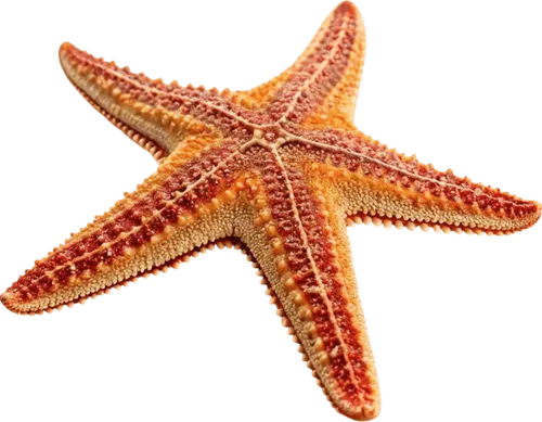 躺在地上的海星