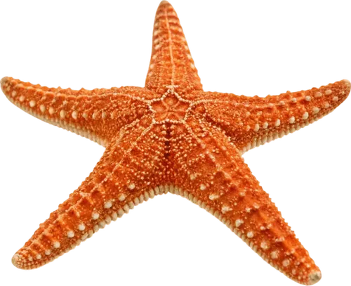 躺在地上的海星