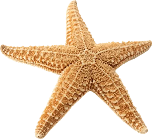 躺在地上的海星