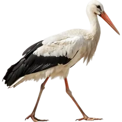 鹳