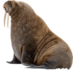 海象