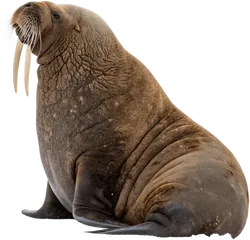 海象