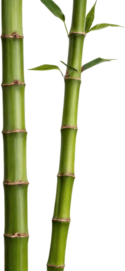竹