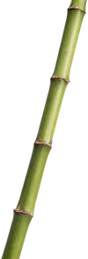1根竹子