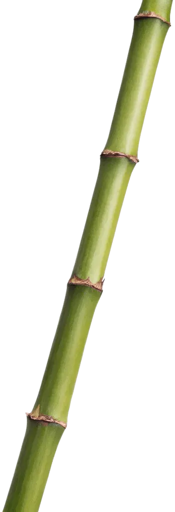 1根竹子