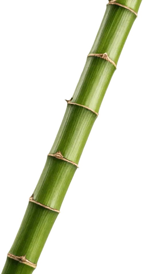 1根竹子