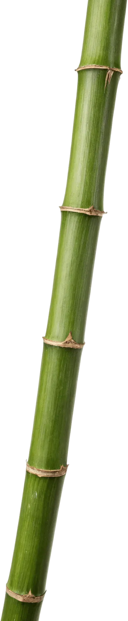 1根竹子