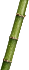 1根竹子