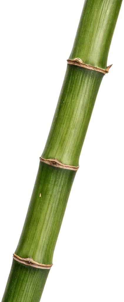 1根竹子