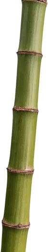 1根竹子