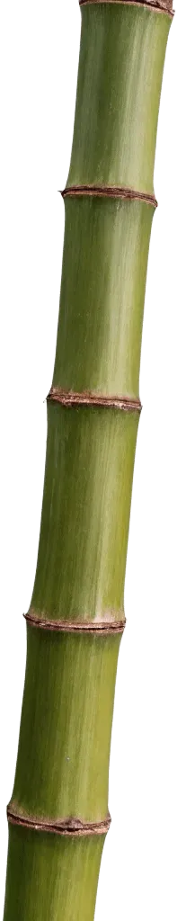 1根竹子