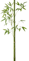 1根竹子