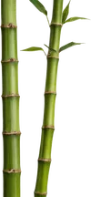 2根竹子
