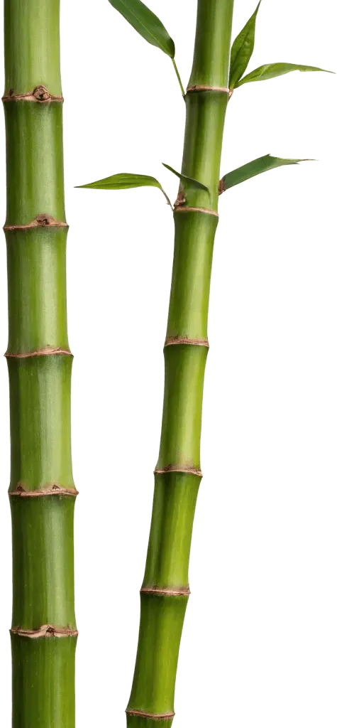 2根竹子