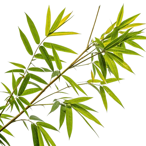 带细长绿叶的竹枝