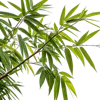 带细长绿叶的竹枝