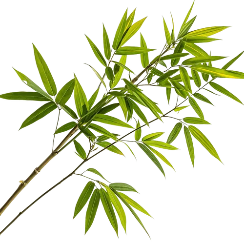 带细长绿叶的竹枝