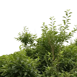 灌木