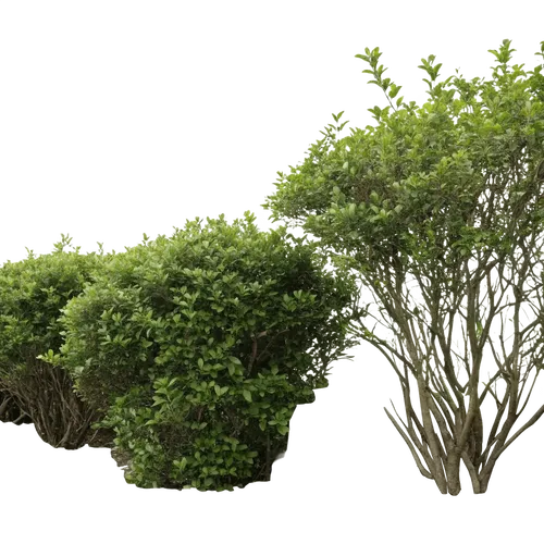 1些灌木